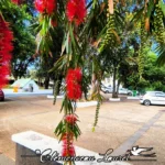 Fleurs rouges vives de rince-bouteille (Callistemon) pendouillant au premier plan, cadrant le parking et l'entrée du site du Calvaire de Petite-Île. En arrière-plan flou, des véhicules sont garés sur l'espace de stationnement pavé, bordé de murets en pierre et d'arbres feuillus, avec la petite chapelle au toit vert visible au fond sous un ciel ensoleillé. - Photo : Clémenceau Lauret (Licence CC BY-SA 4.0)