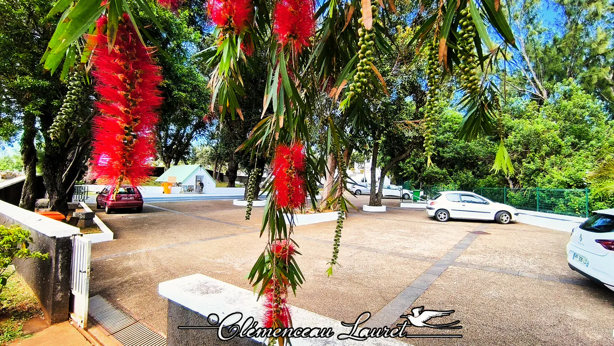 Fleurs rouges vives de rince-bouteille (Callistemon) pendouillant au premier plan, cadrant le parking et l'entrée du site du Calvaire de Petite-Île. En arrière-plan flou, des véhicules sont garés sur l'espace de stationnement pavé, bordé de murets en pierre et d'arbres feuillus, avec la petite chapelle au toit vert visible au fond sous un ciel ensoleillé. - Photo : Clémenceau Lauret (Licence CC BY-SA 4.0)