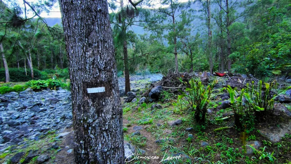 Marque de balisage blanche peinte sur un tronc d'arbre au milieu des filaos et ferns à Cap Blanc à Saint-Joseph sous un éclairage doux.