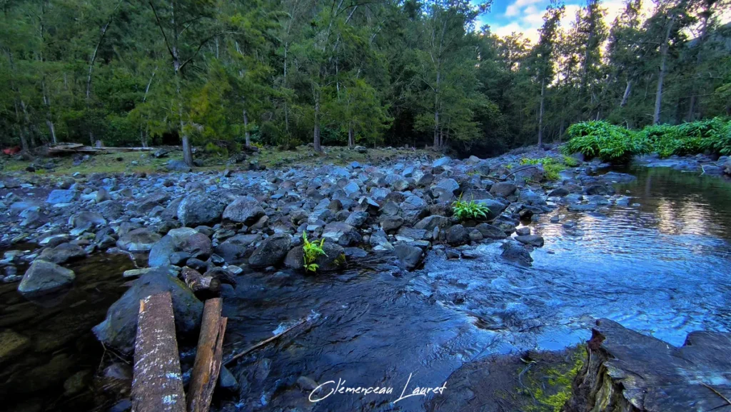 Troncs d'arbres formant une passerelle sur les galets basaltiques de la rivière à Cap Blanc à Saint-Joseph en fin de journée.