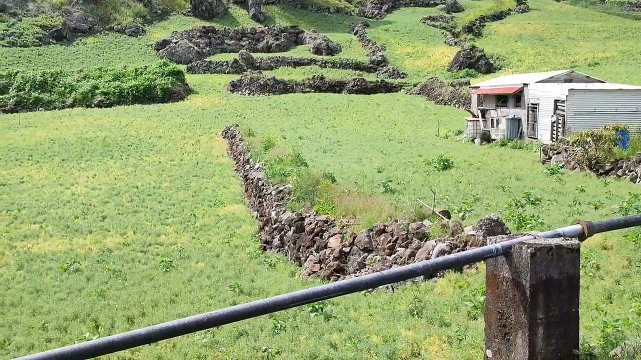 Champs de lentilles à Cilaos la Réunion