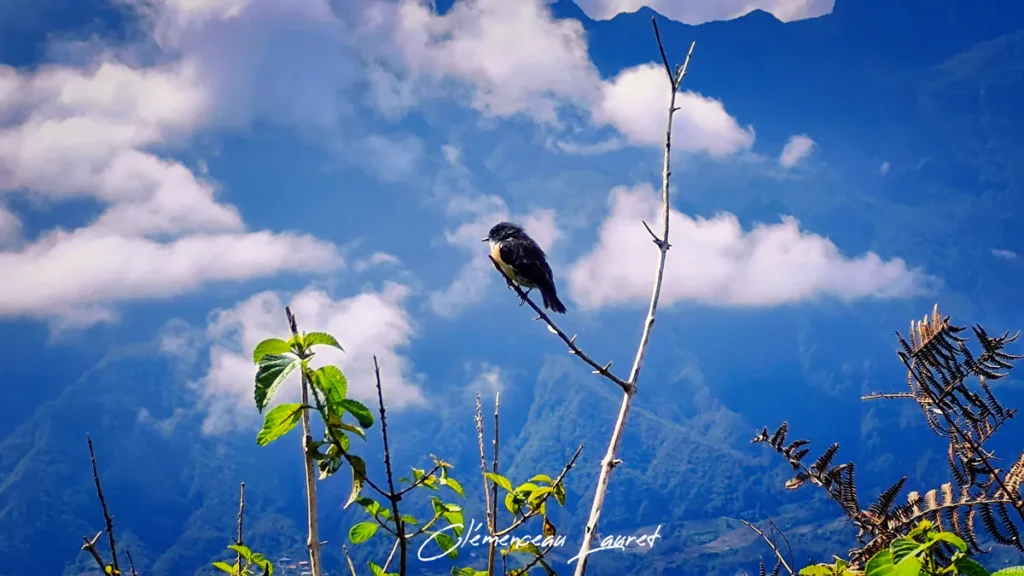 Gros plan sur un petit oiseau noir et blanc (tec-tec) perché sur une branche dénudée, sur fond de ciel bleu et de nuages au-dessus du cirque de Cilaos, visible depuis La Fenêtre des Makes à Saint-Louis.