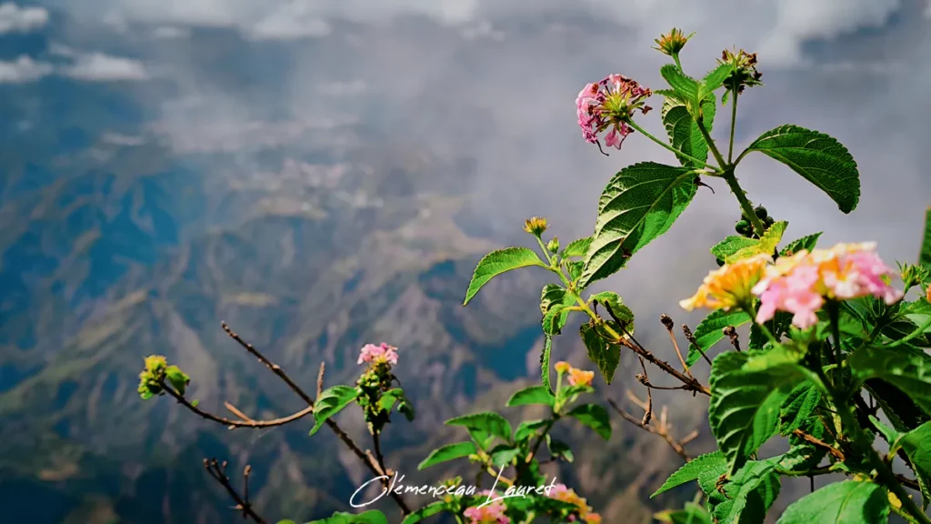 Gros plan sur des grappes de fleurs colorées (lantanas roses et jaunes) et leurs feuilles vertes, au premier plan d'une vue floue sur le cirque de Cilaos depuis La Fenêtre des Makes, Saint-Louis.