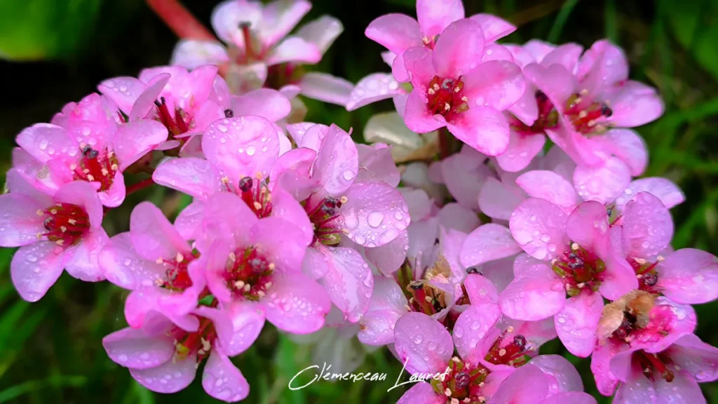Grappe de fleurs de bergénia rose couvertes de gouttes de rosée dans un jardin des Hauts à La Réunion, lumière vive.