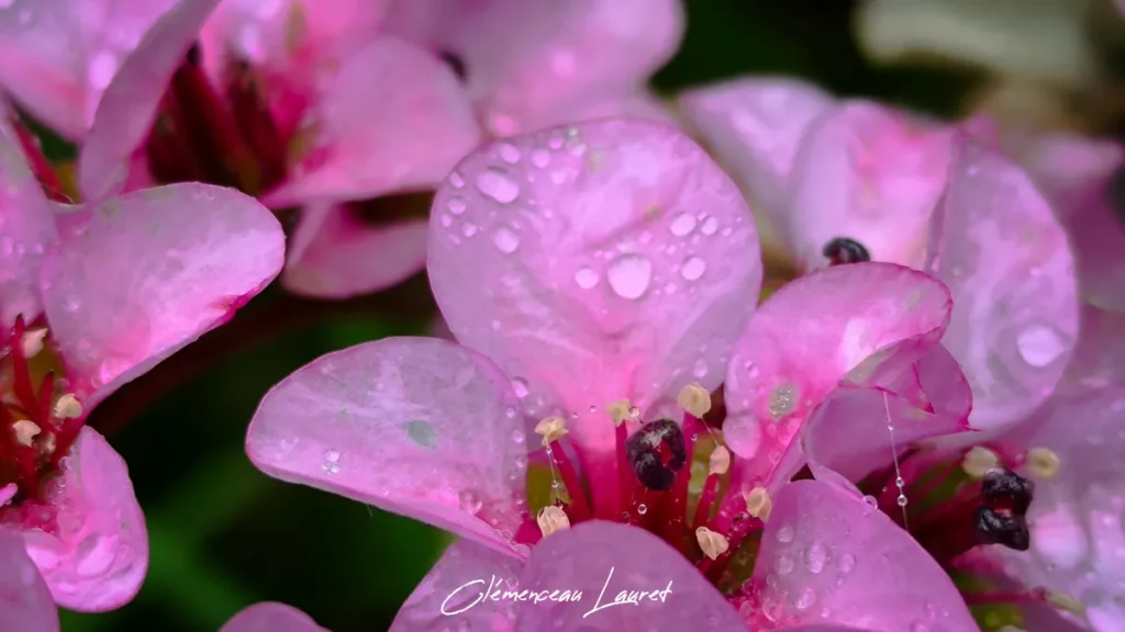 Gros plan macro sur les pétales roses d'un bergénia constellés de gouttelettes d'eau, ambiance humide à La Réunion.