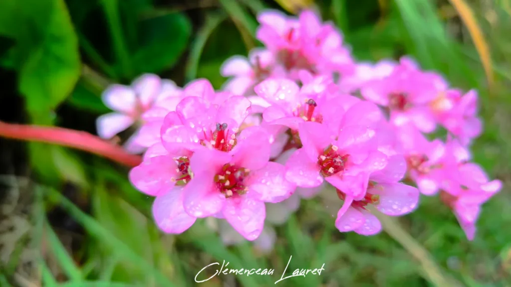 Plan moyen sur des inflorescences roses de bergénia sur une tige rouge, bordure de végétation verte à La Réunion.