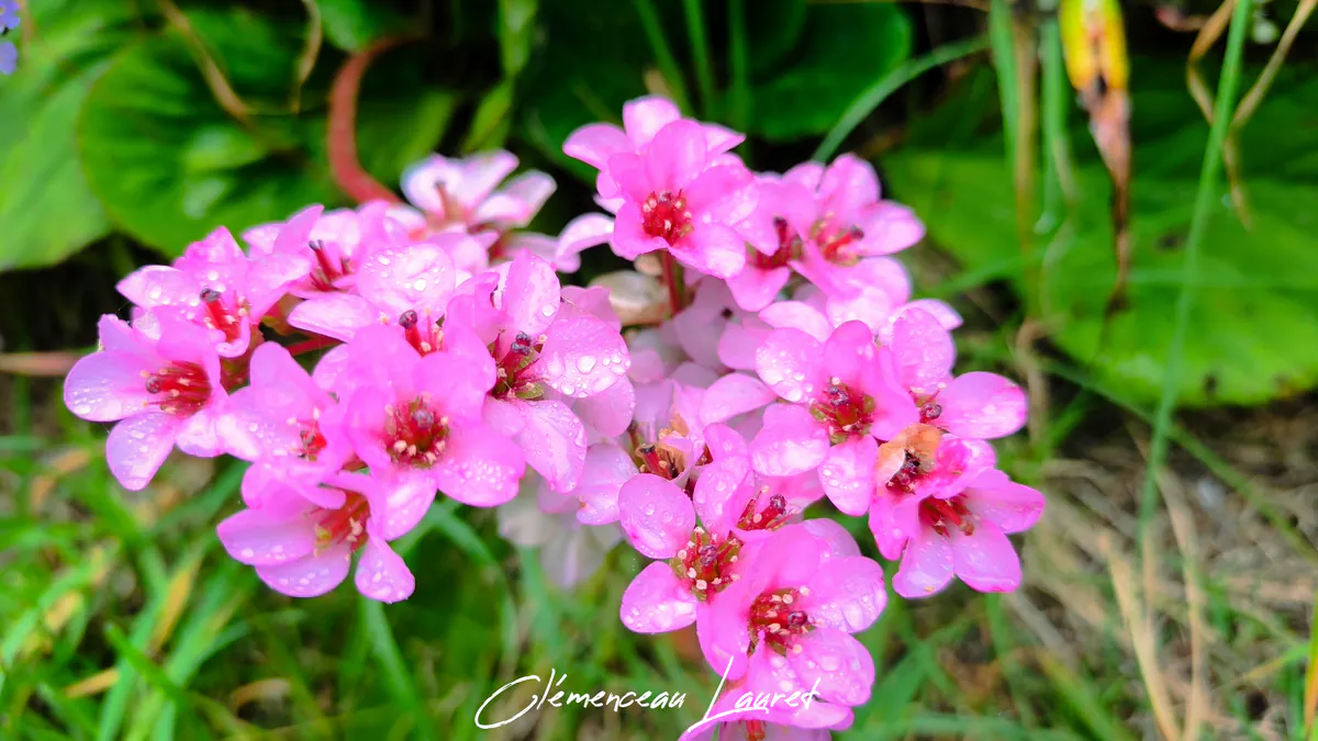 Fleur Bergénia à La Réunion : Botanique et Macrophotographie