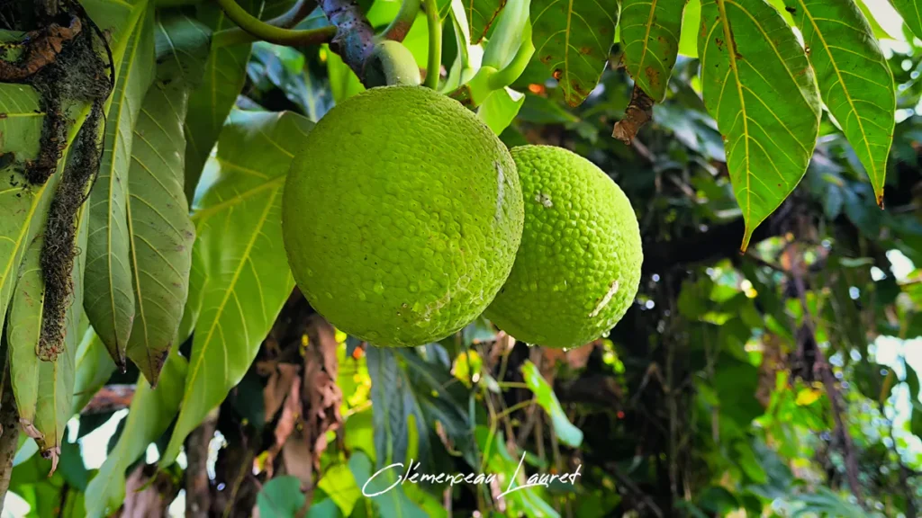 Deux fruits à pain verts à peau rugueuse sous les grandes feuilles ciselées d'un arbre à Saint-Joseph en lumière douce.