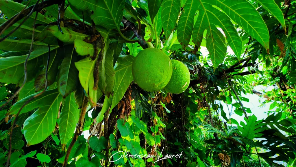 Gros plan sur deux fruits à pain accrochés aux branches d'un arbre à pain au feuillage dense à Saint-Philippe.