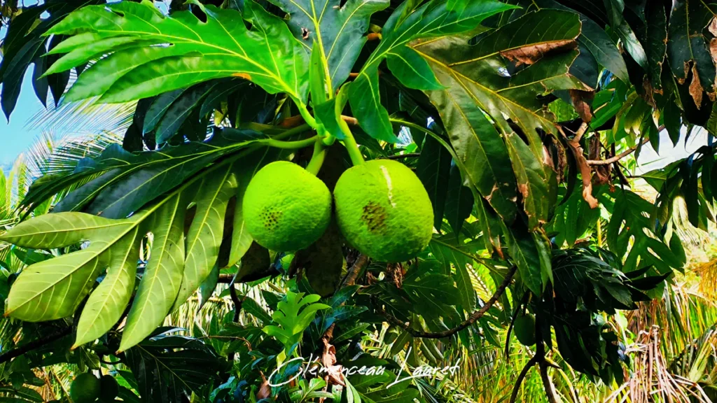 Deux fruits à pain suspendus parmi de larges feuilles vertes palmées sous un ciel bleu lumineux à Saint-Pierre.