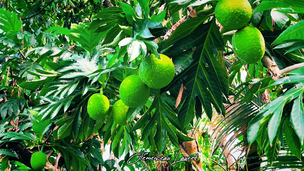Vue rapprochée de plusieurs fruits à pain verts mouillés par la pluie accrochés à la frondaison à Sainte-Rose.