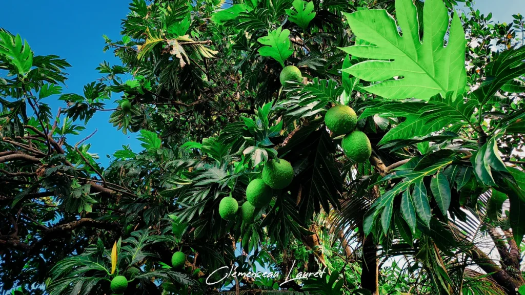 Angle en contre-plongée sur la canopée d'un arbre à pain portant des fruits verts sous un ciel bleu dégagé à Saint-Leu.