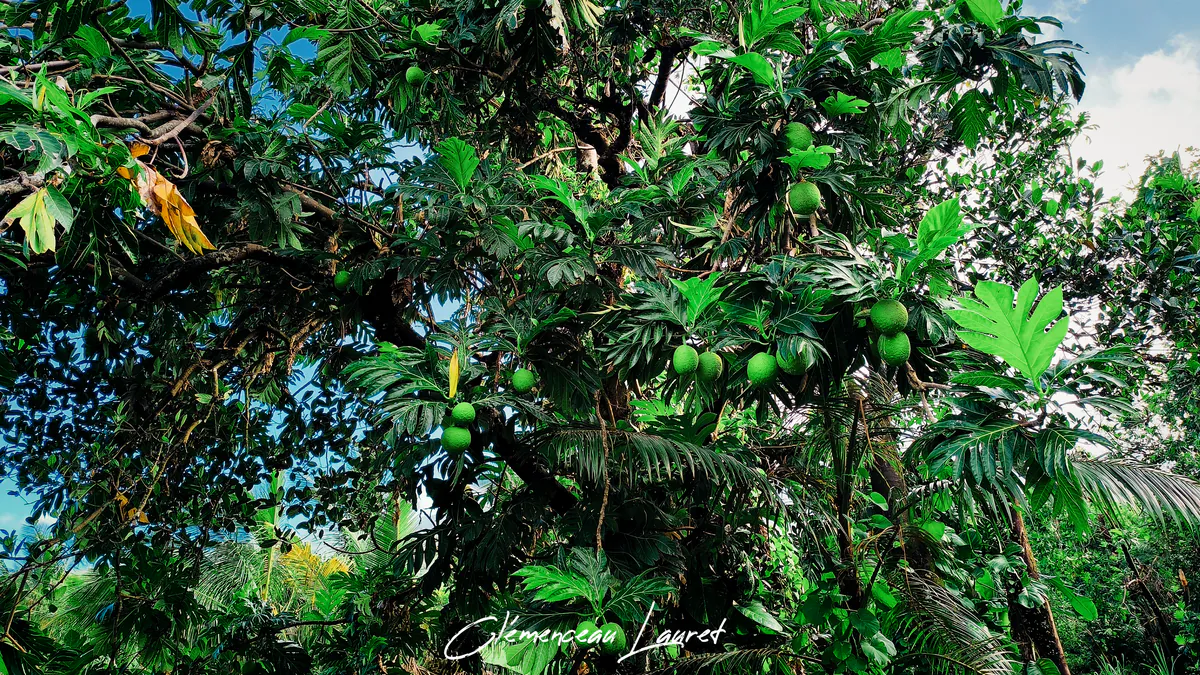 Fruit à pain à La Réunion : Arbre à pain et vergers créoles
