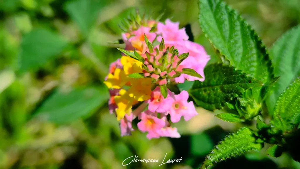 Gros plan sur une inflorescence rose et jaune de fleur Galabert à Saint-Joseph sous un soleil lumineux tropical.