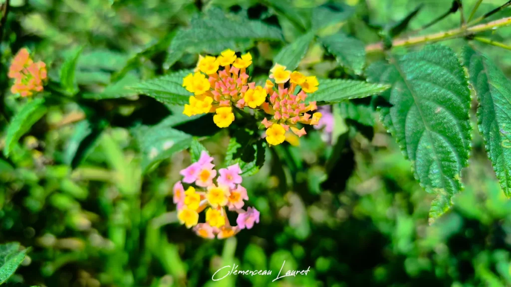 Fleurs de Galabert jaunes et roses entourées d'un feuillage vert dentelé sous la lumière vive du sud de La Réunion.