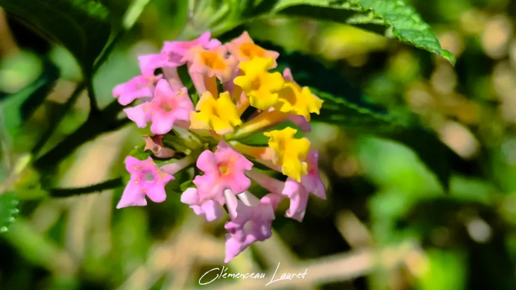 Macro détaillée d'un bouquet floral de Lantana camara rose et jaune vibrant sous l'éclairage naturel de La Réunion.