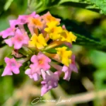Macro détaillée d'un bouquet floral de Lantana camara rose et jaune vibrant sous l'éclairage naturel de La Réunion.