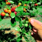 Main récoltant des goyaves rouges et jaunes directement sur la branche du goyavier lors d'une balade à La Réunion, photo prise par Clémenceau Lauret sous licence CC BY-SA 4.0.