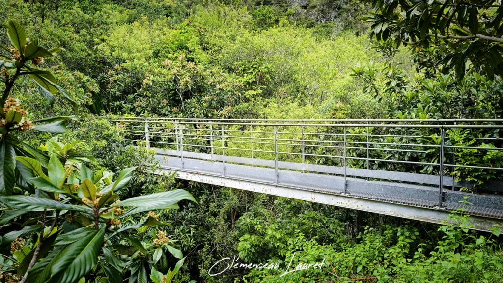 Vue de profil d'un pont suspendu en métal entouré de la jungle luxuriante de Grand Bassin au Tampon par temps clair.