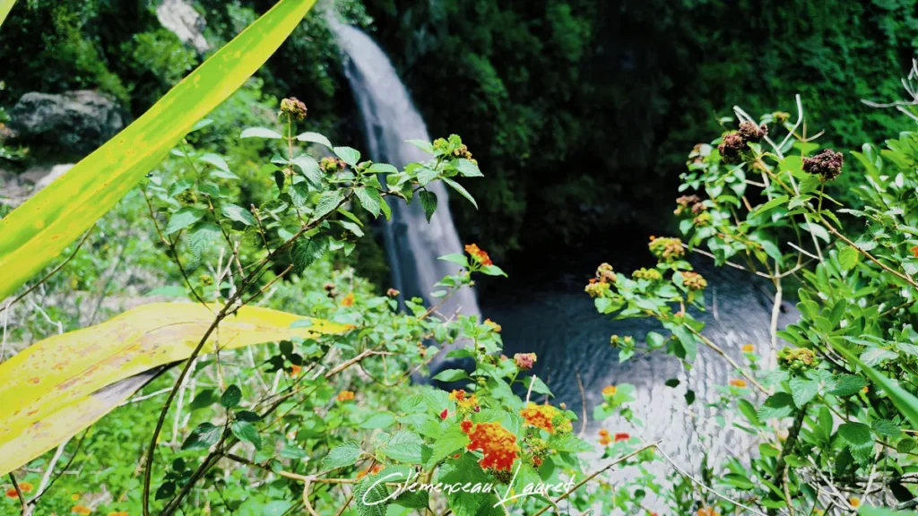 Gros plan sur des fleurs colorées de lantana avec en arrière-plan flou la cascade de Grand Bassin au Tampon.