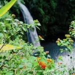 Gros plan sur des fleurs colorées de lantana avec en arrière-plan flou la cascade de Grand Bassin au Tampon.
