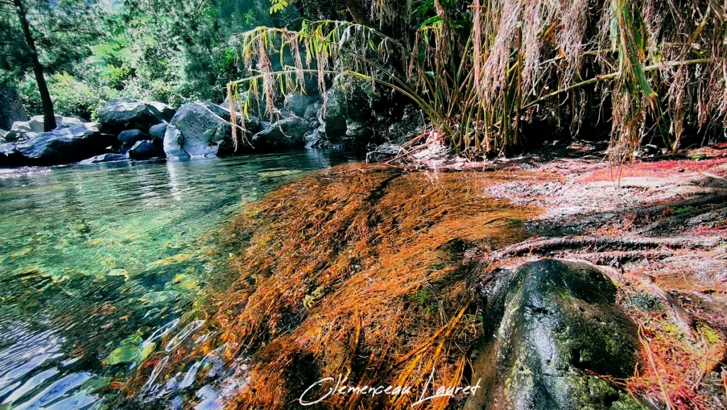Eau transparente d'un bassin de rivière révélant des racines rouges et des roches basaltiques à Grand Bassin en journée.