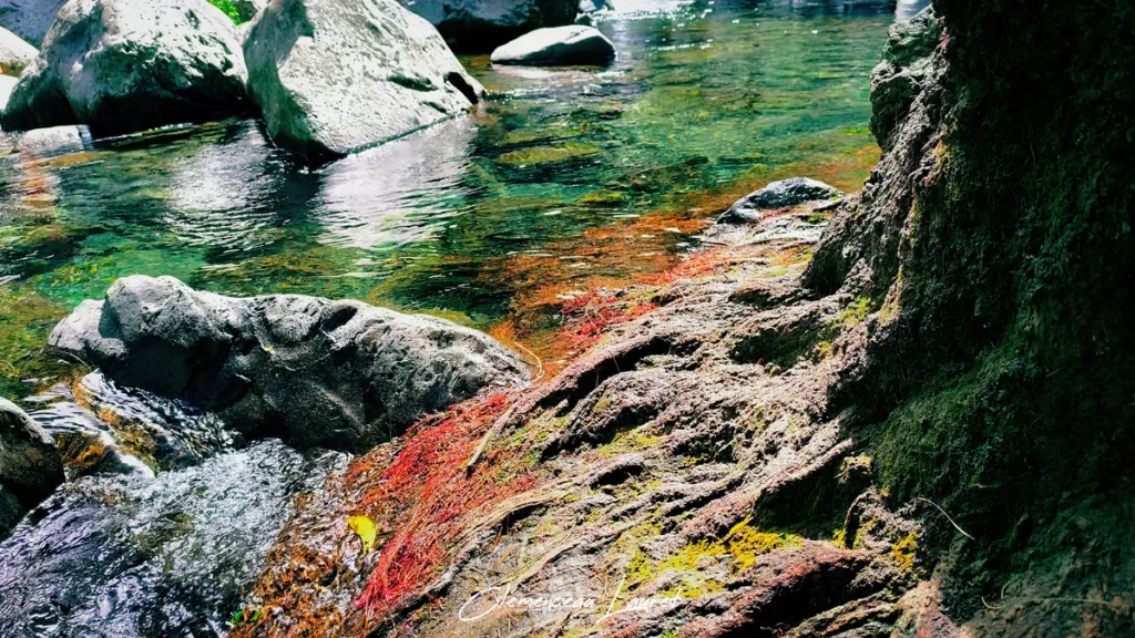 Angle contre-plongée sur un tronc moussu et des racines aériennes rouges au bord d'un ruisseau clair à Grand Bassin.