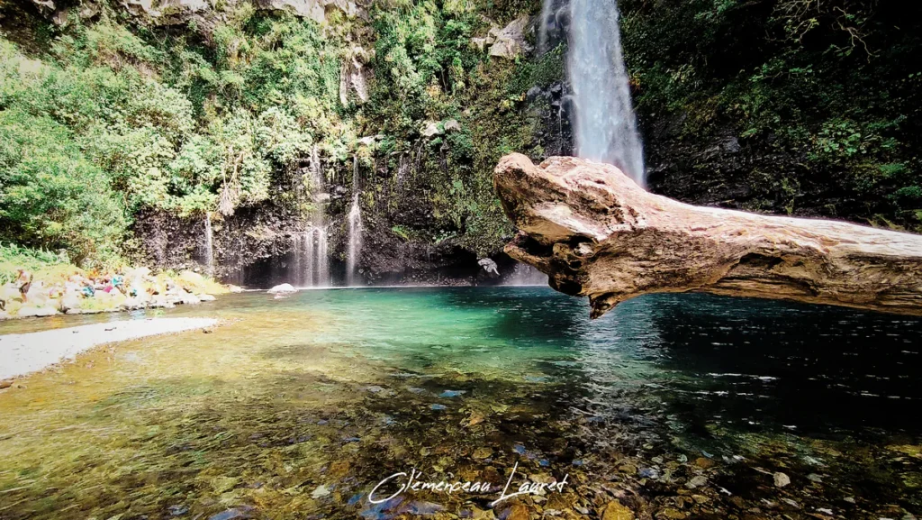 Troncs d'arbres morts flottant sur l'eau limpide du bassin de la cascade à Grand Bassin, La Réunion.