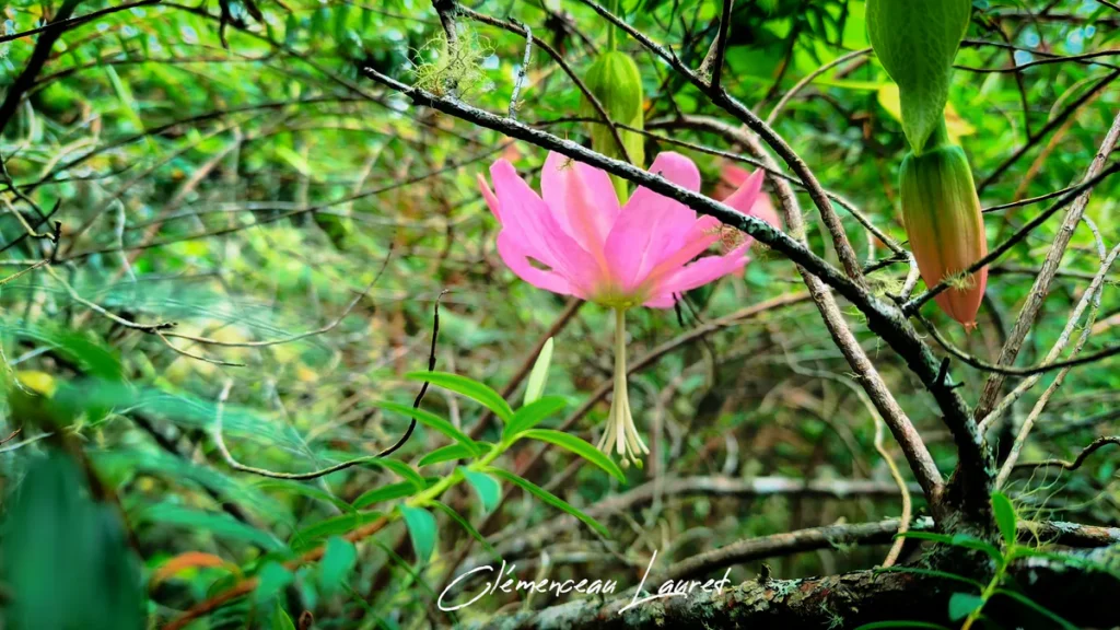 Fleur rose pendante de grenadine banane suspendue aux branches dans la forêt de la Plaine-des-Palmistes à La Réunion sous une lumière filtrée