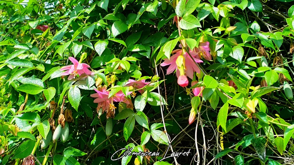 Liane de grenadine banane en fleurs et fruits verts accrochée à un feuillage dense à Salazie à La Réunion sous le soleil