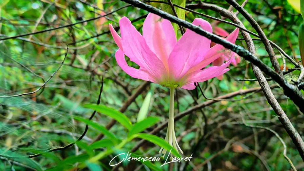 Gros plan sur le calice et les pétales rose fuchsia d'une fleur de tété bœuf à Bourg-Murat à La Réunion