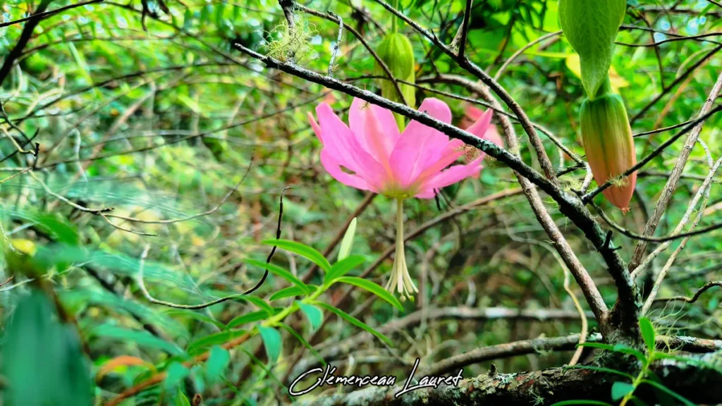 Fleur rose de barbadine banane au milieu de branches moussues et de feuilles vertes à La Plaine-des-Palmistes à La Réunion