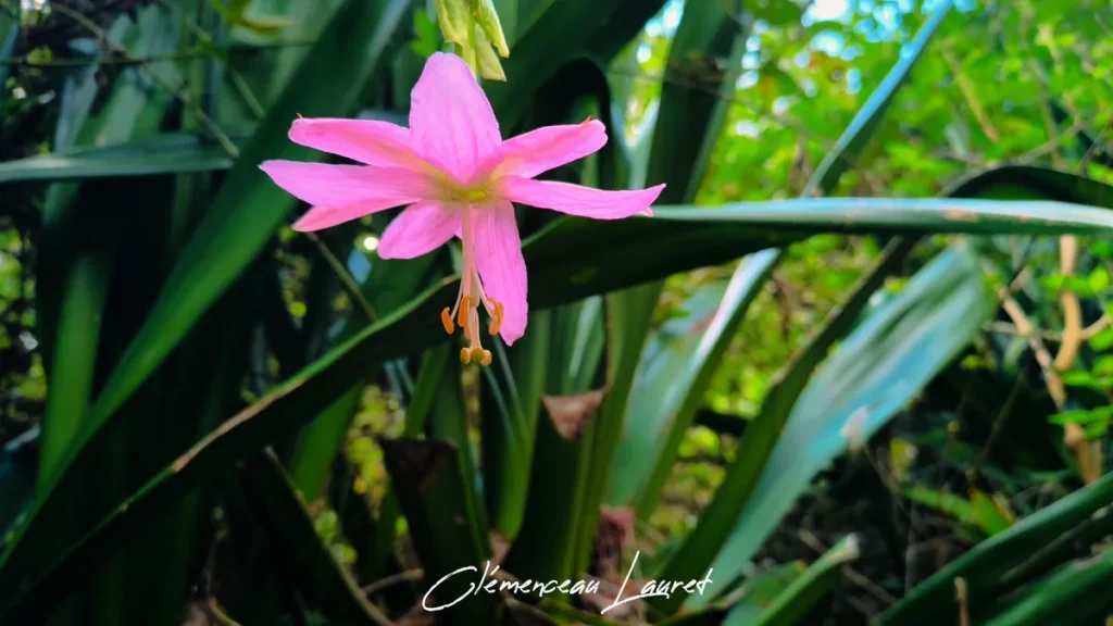 Vue en contre-plongée d'une fleur rose de grenadine banane sur fond de feuillage de vacoa à Saint-Philippe à La Réunion