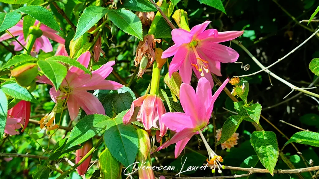 Grappe de fleurs rose vif de grenadine banane et feuillage vert sous un soleil éclatant à Cilaos à La Réunion