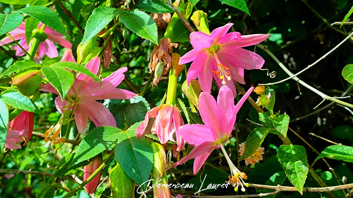 Grappe de fleurs rose vif de grenadine banane et feuillage vert sous un soleil éclatant à Cilaos à La Réunion