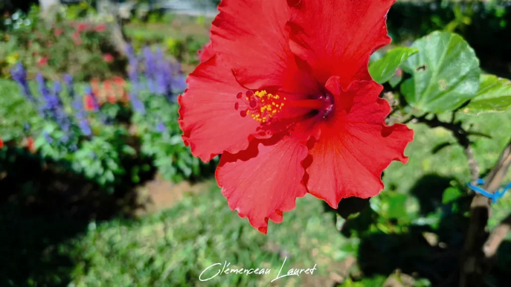 Gros plan sur un hibiscus rouge vif sous la lumière tropicale à Saint-Joseph, île de La Réunion