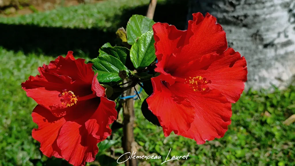Duo de fleurs d'hibiscus rouge éclatant sur leur tige verdoyante à Saint-Joseph, île de La Réunion
