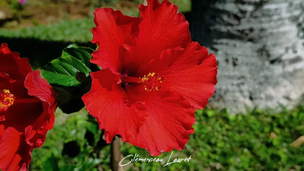 Vue rapprochée sous un angle contre-plongée d'une fleur d'hibiscus rouge à Saint-Joseph, île de La Réunion