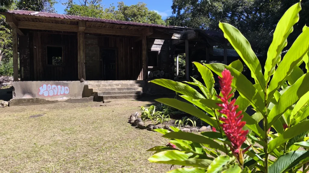 Inflorescence d'alpinia rouge vif au premier plan devant un ancien bâtiment en bois à l'Îlet Bethléem à Saint-Benoît.