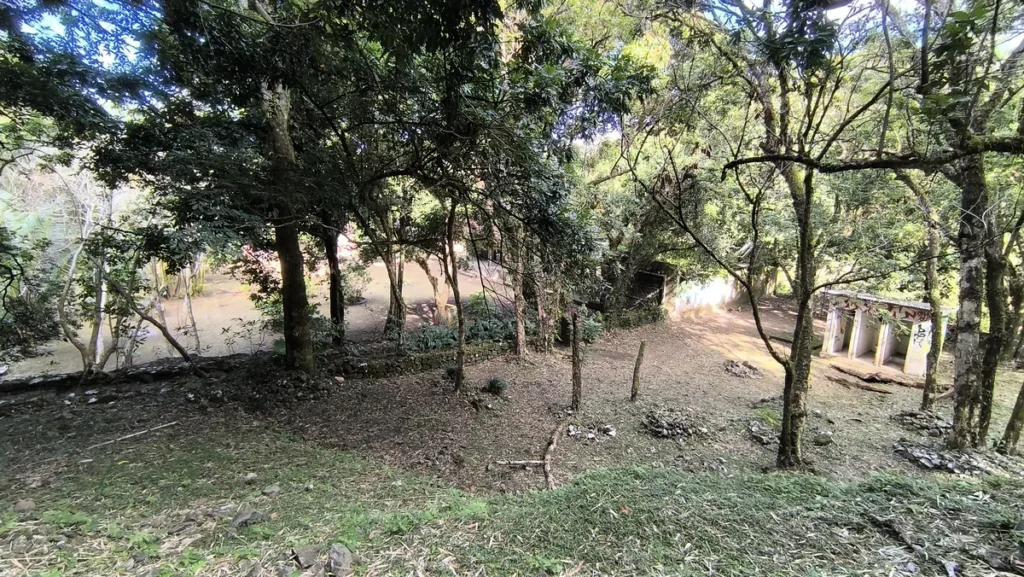 Sous-bois ombragé avec arbres centenaires et clairière naturelle à l'Îlet Bethléem à Saint-Benoît