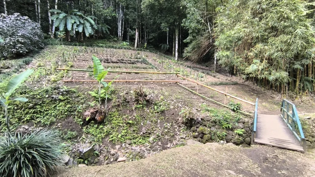 Passerelle en bois franchissant un ruisseau avec jardin aménagé et bambouseraie à Saint-Benoît