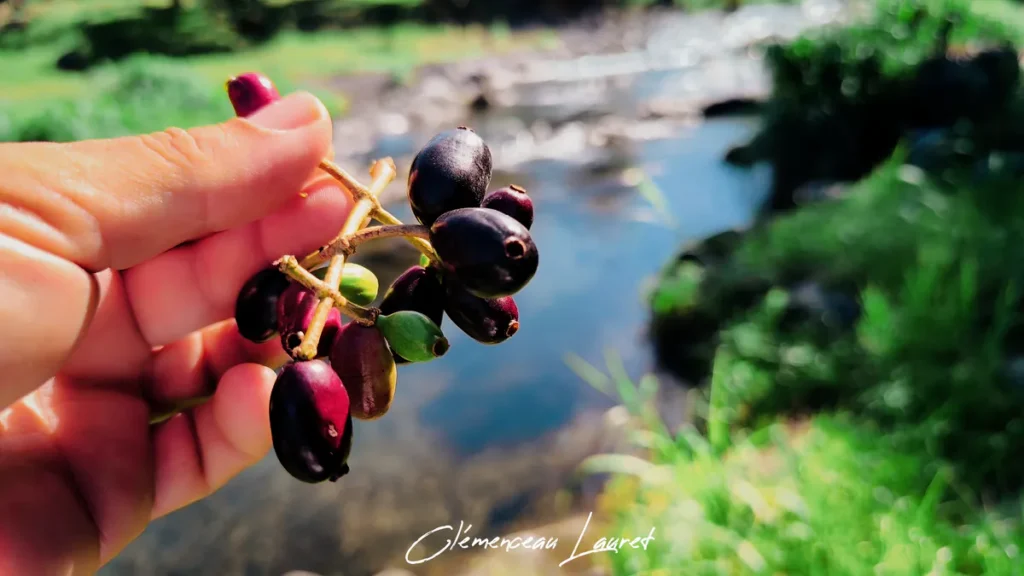 Grappe de jamblons mûrs de couleur violet foncé tenue à la main devant une rivière à La Réunion.