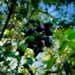 Gros plan sur une grappe de jamblons verts et violets suspendus aux branches d'un jamblonnier.