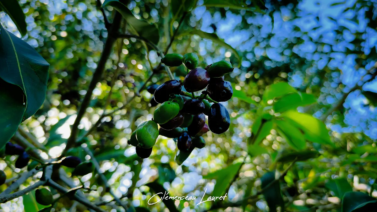 Gros plan sur une grappe de jamblons verts et violets suspendus aux branches d'un jamblonnier.