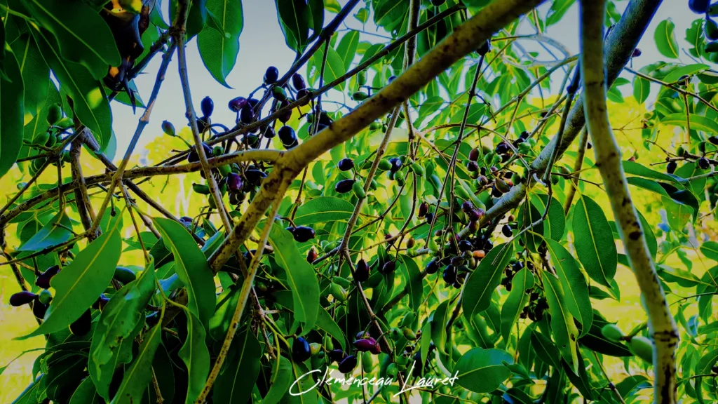 Branches de jamblonnier vues du dessous montrant les fruits mûrs et le feuillage tropical.