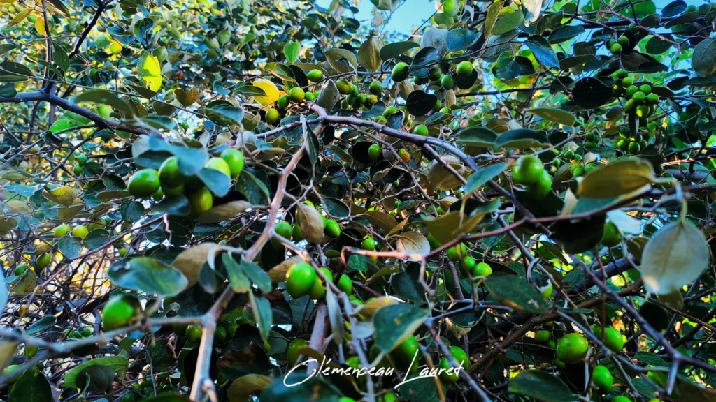 Abondantes grappes de jujubes suspendues aux branches d'un jujubier sous une lumière naturelle tamisée à Saint-Leu.