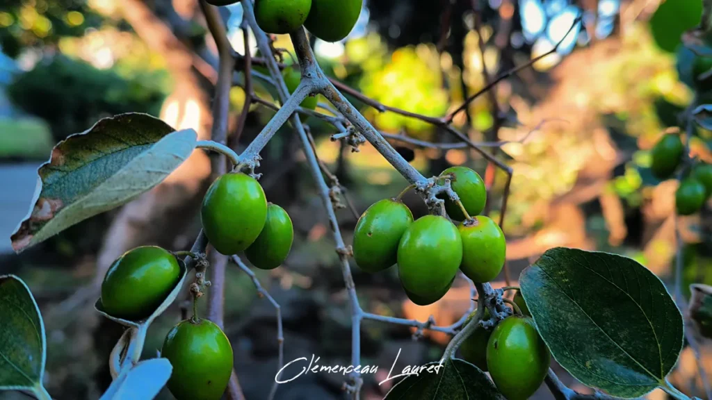 Plan rapproché sur des jujubes lisses accrochés aux rameaux épineux sous le soleil littoral à Saint-Paul.
