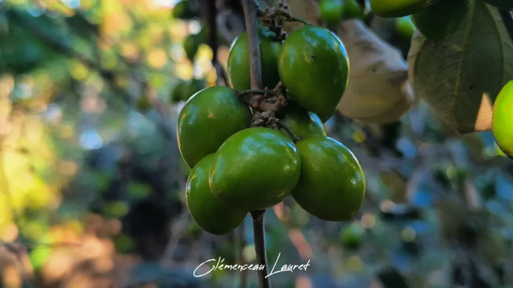 Grappe dense de jujubes lisses et brillants se détachant sur un fond de feuillage tropical flou à L'Étang-Salé.