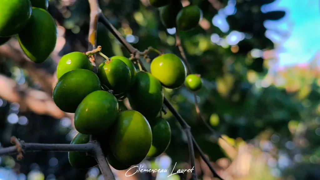 Gros plan sur des jujubes baignés par la lumière dorée d'un coucher de soleil à Saint-Gilles-les-Bains.