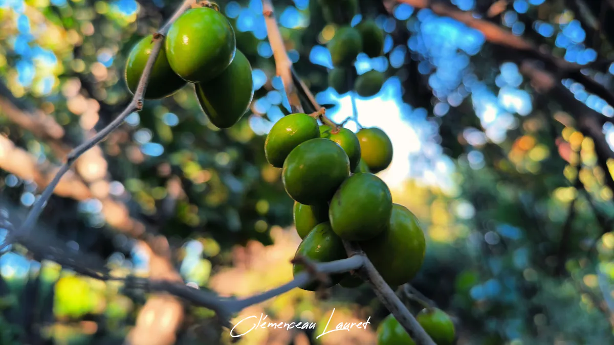 Vue en contre-plongée vers le ciel bleu à travers une branche chargée de jujubes à La Réunion.